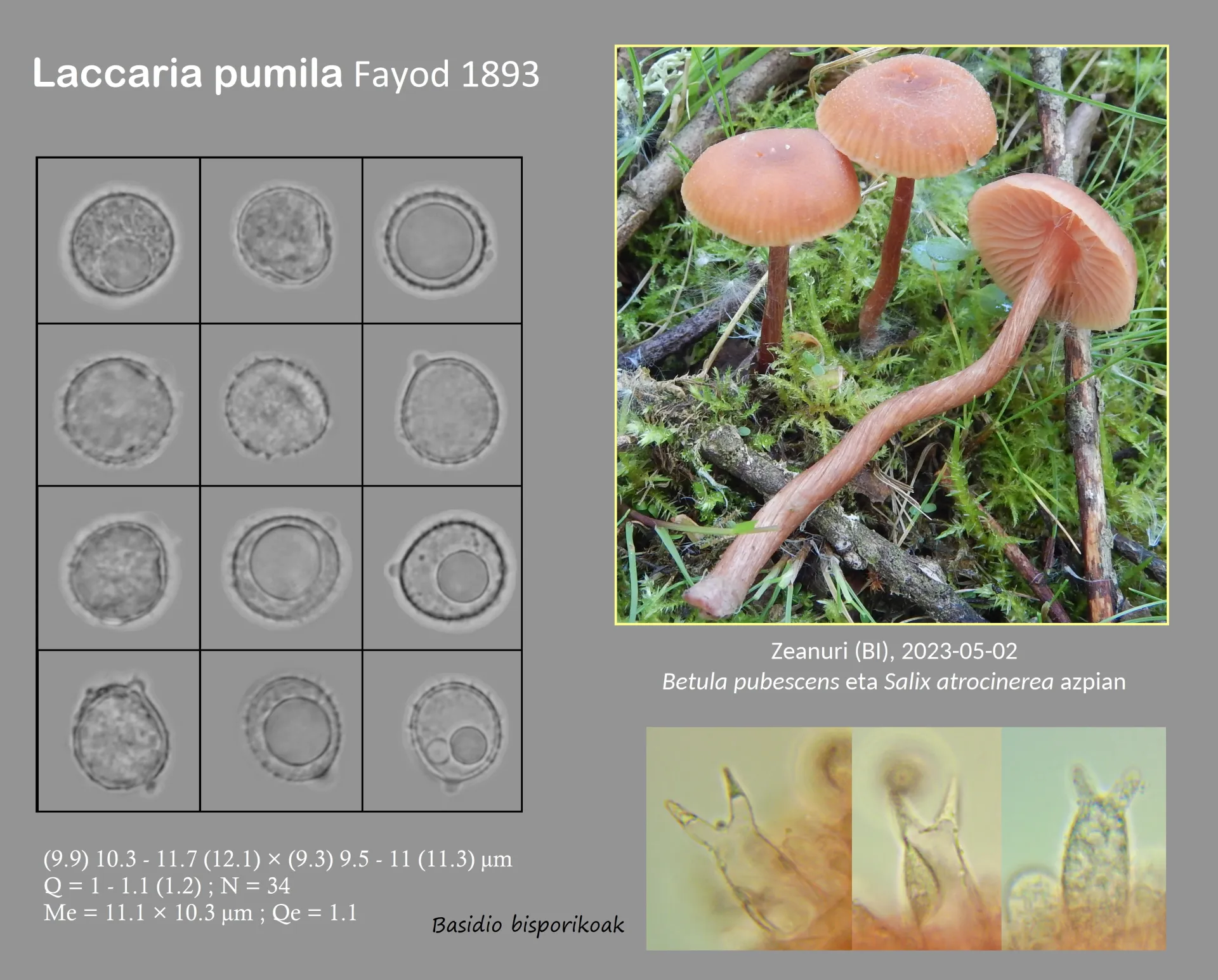 Microscopía de Laccaria pumila